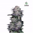 Blackberry Auto - FastBuds